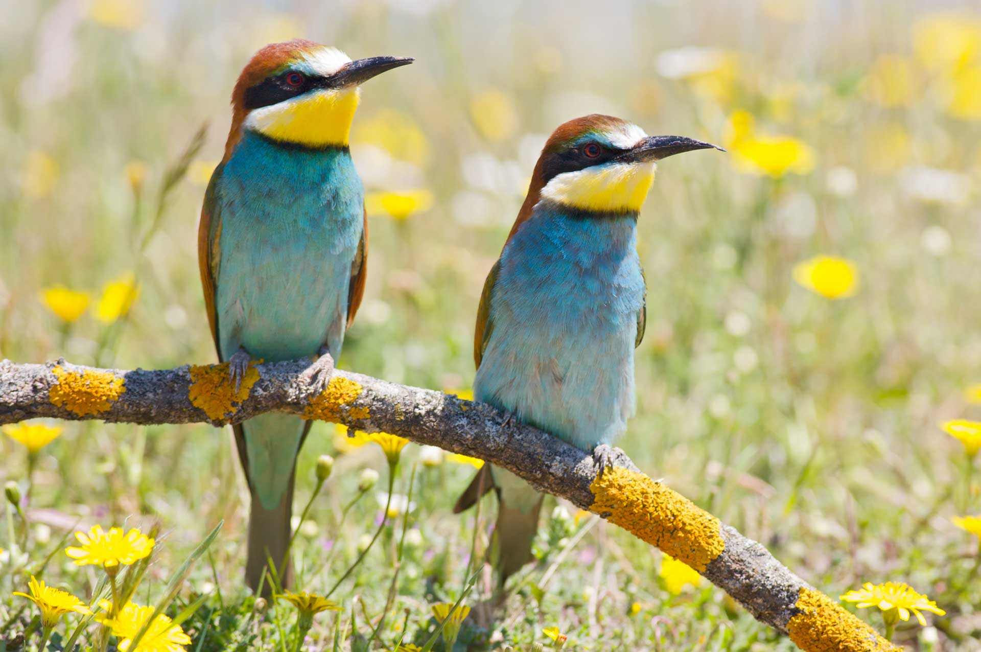 birdwhatching-algarve-observacao-aves