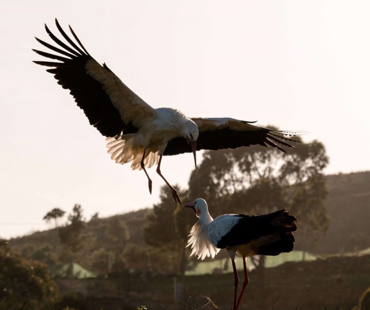 stork-algarve-min